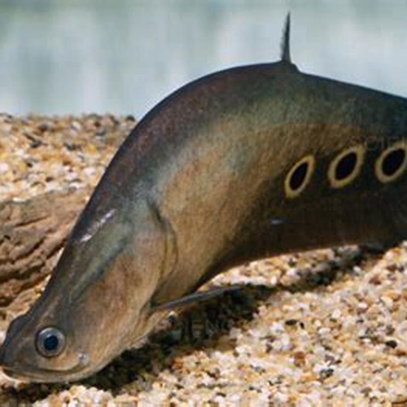 What do glass knife fish eat?