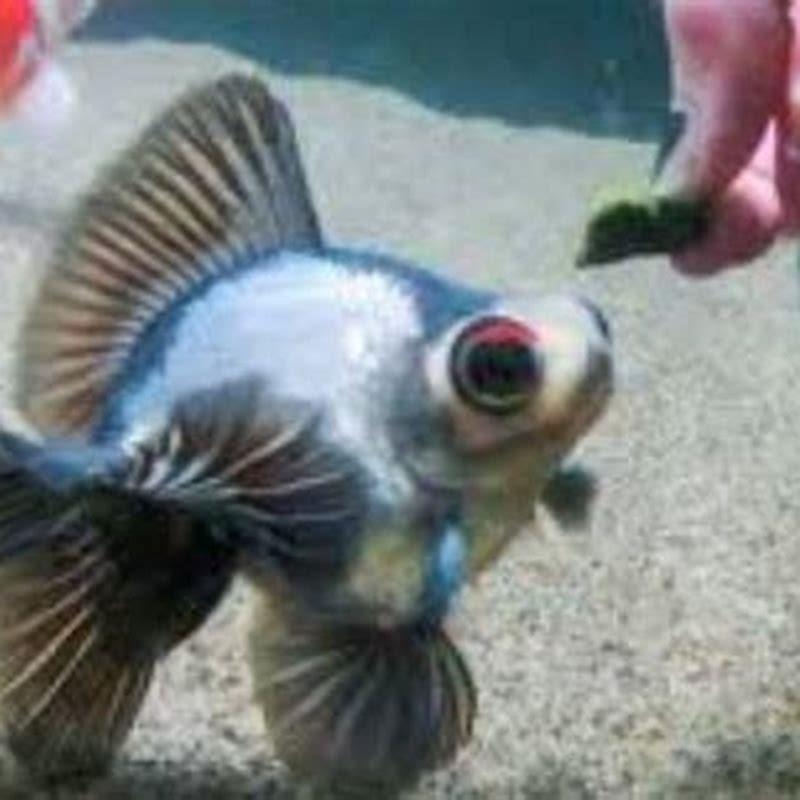 What do I feed my Ropefish?
