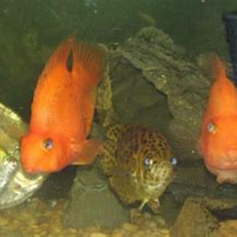 What do leaf fish eat?