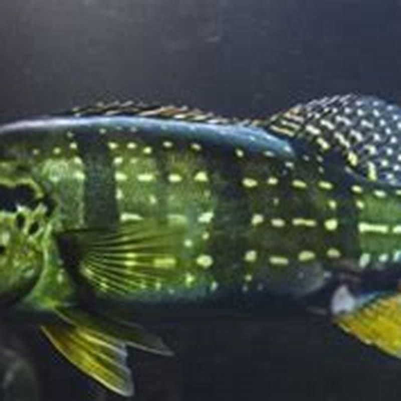 What do peacock bass eat in aquarium?