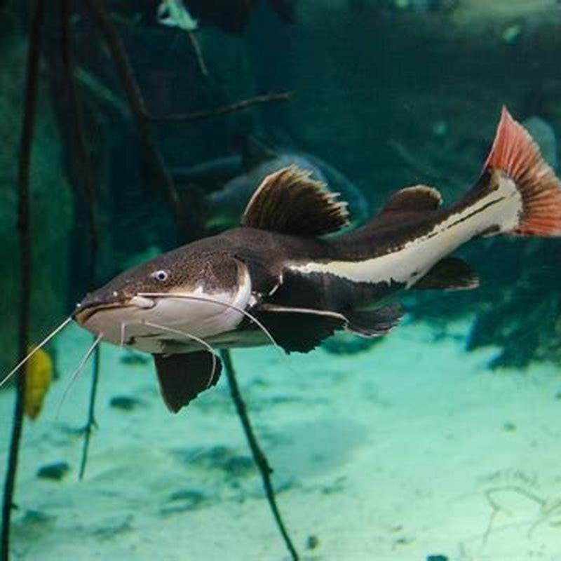 What do red tail catfish eat?