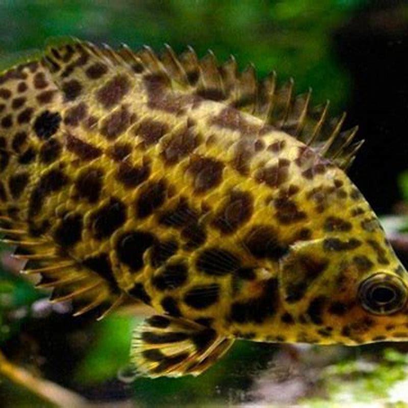 What do you feed a leopard gourami?