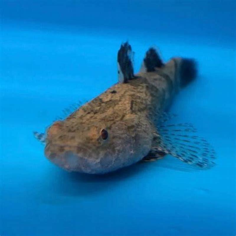 What do you feed a marble goby?