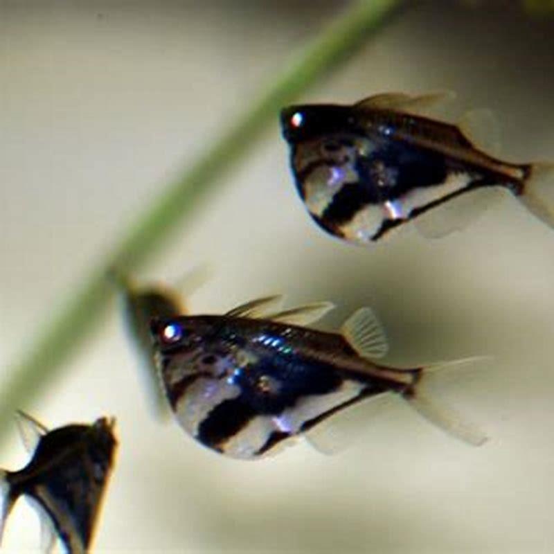 What do you feed hatchet fish?