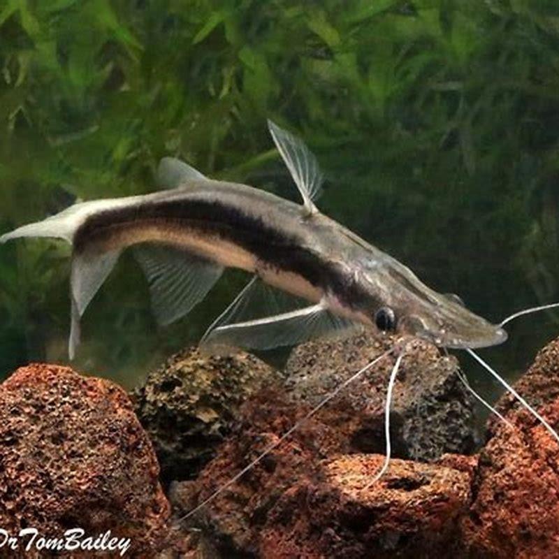 What do you feed Lima shovelnose catfish?