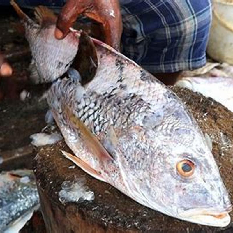 What do you feed Scissortail fish?