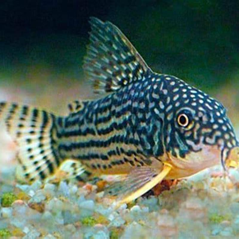 What do you feed Sterbai Cory?