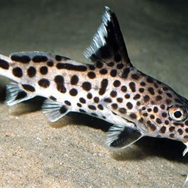 What do you feed Synodontis catfish?