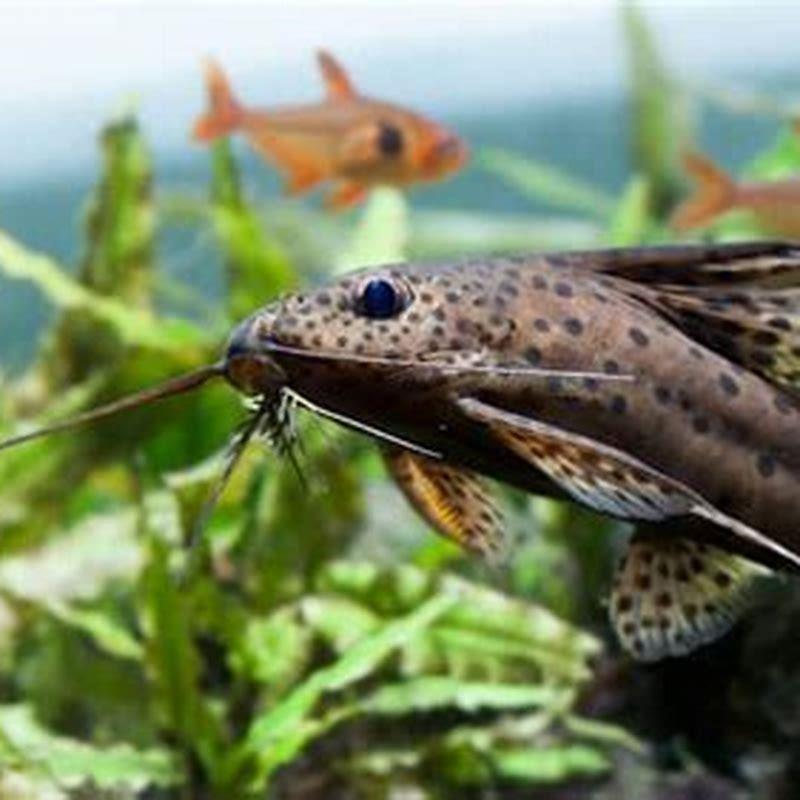 What do you feed tropical catfish?