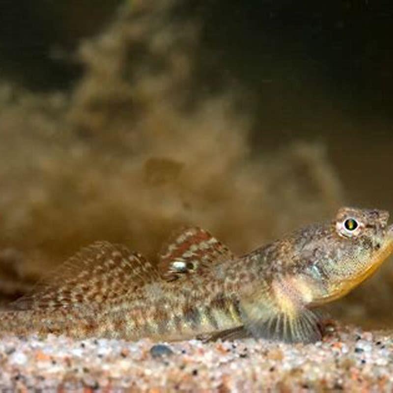 what-does-common-goby-eat-diy-seattle