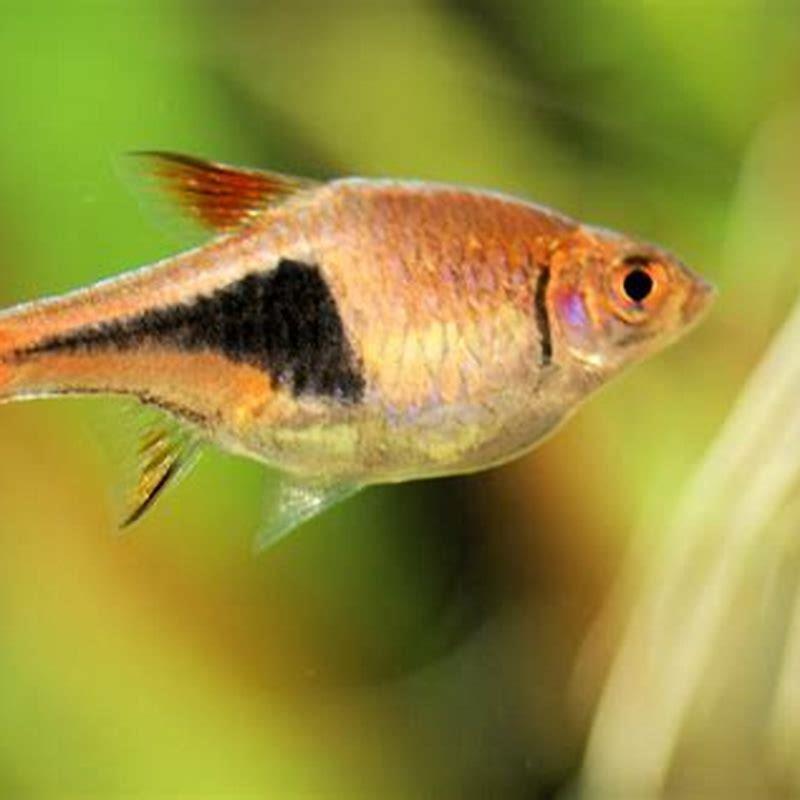 What fish are compatible with harlequin rasboras?