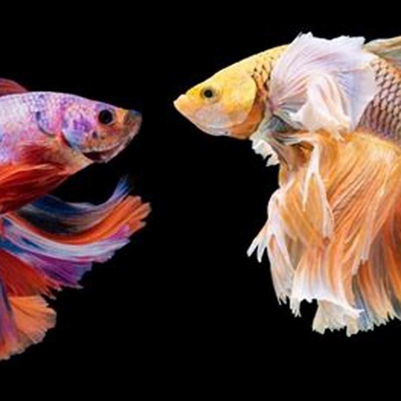 What fish are safe with fighting fish?