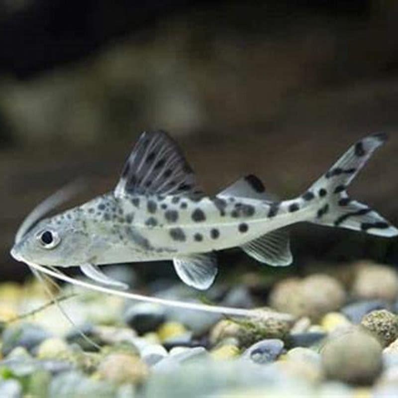 What fish can be kept with Pictus catfish?