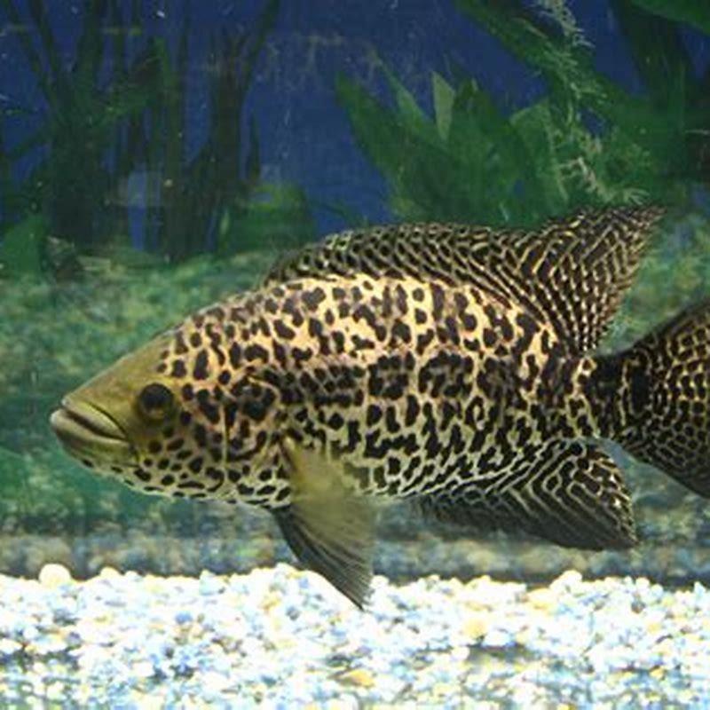 What fish can go with a jaguar cichlid? - DIY Seattle