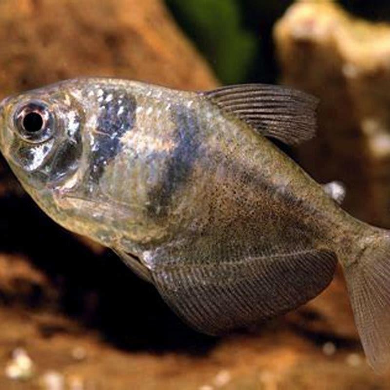 What fish can go with black widow tetra?