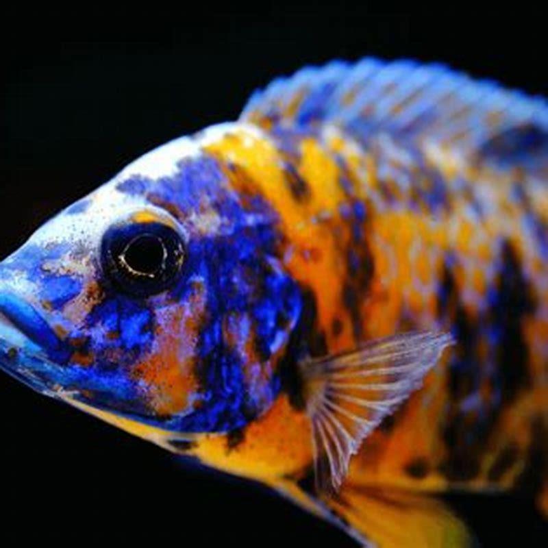 What fish can go with peacock cichlids?