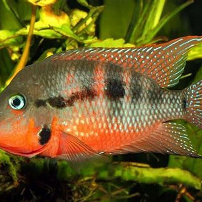 What fish can I keep with Firemouth Cichlid?