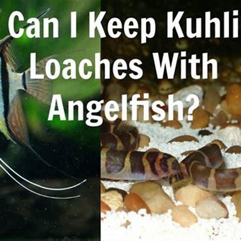 What fish can I keep with loaches?