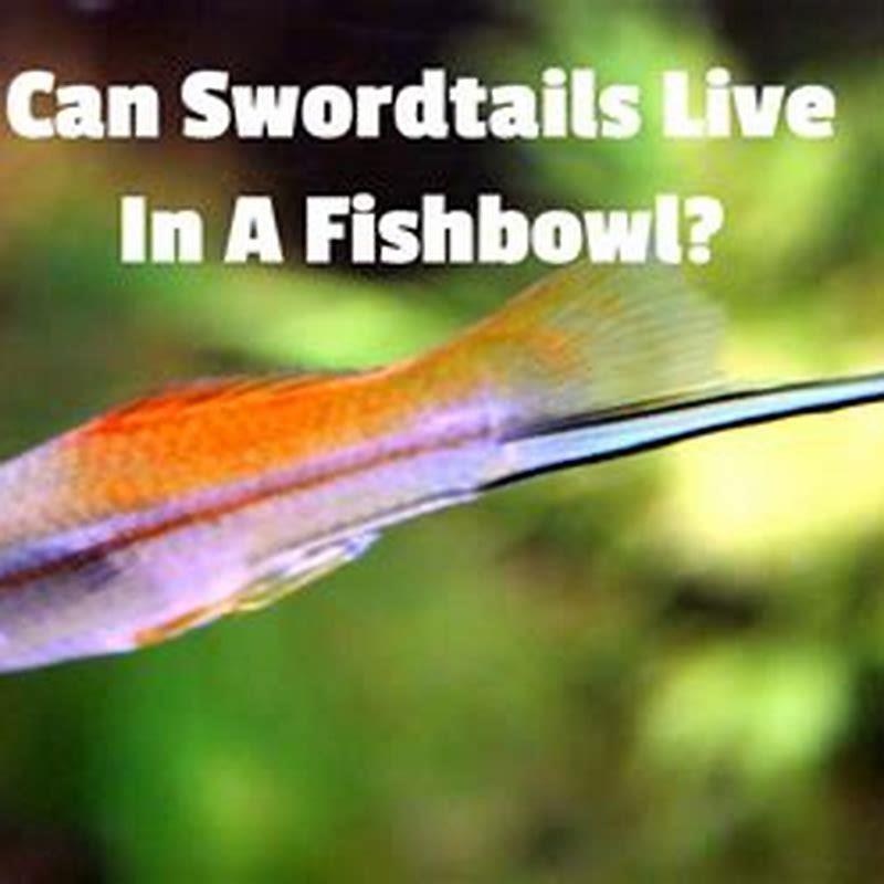 What fish can I put in with swordtails?