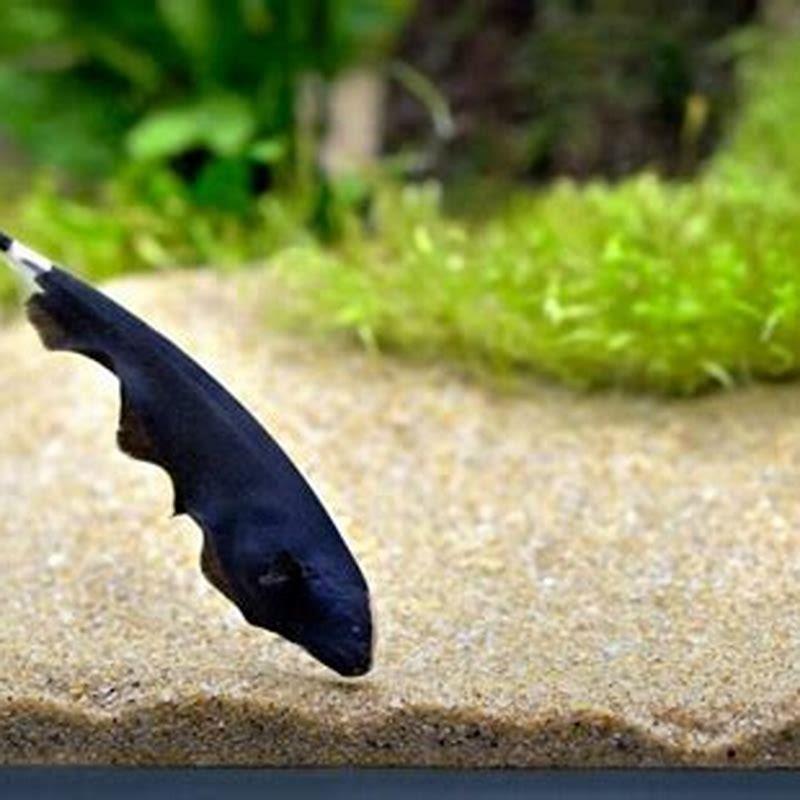 What fish can live with a black ghost knife?