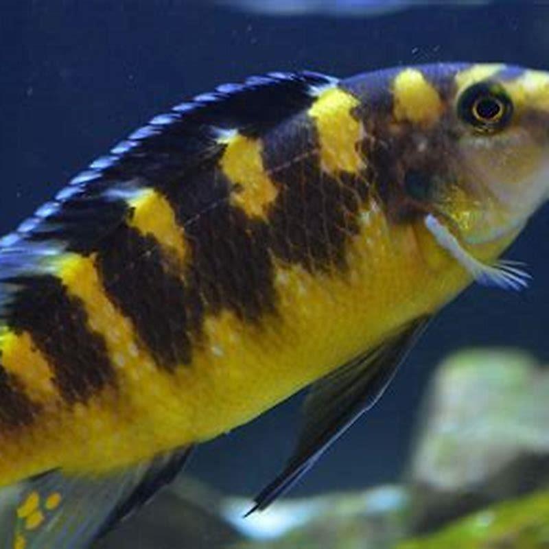 What fish can live with a bumblebee cichlid?