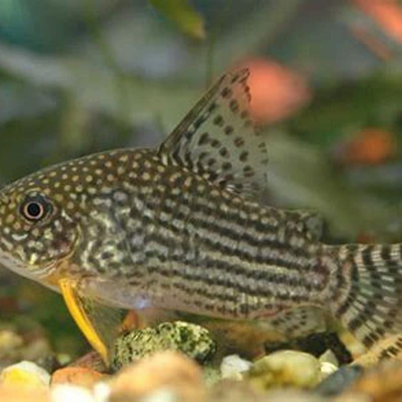 What fish can live with a cory catfish?