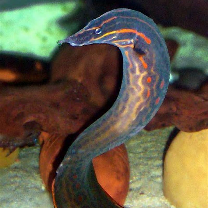 What fish can live with a fire eel?