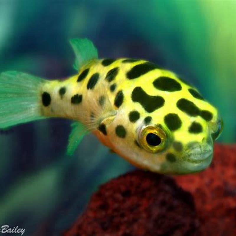 what-fish-can-live-with-a-green-spotted-puffer-diy-seattle