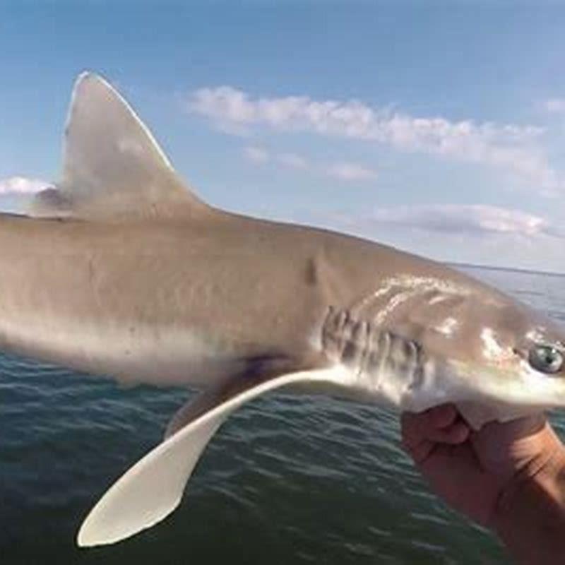What fish can live with a shark?