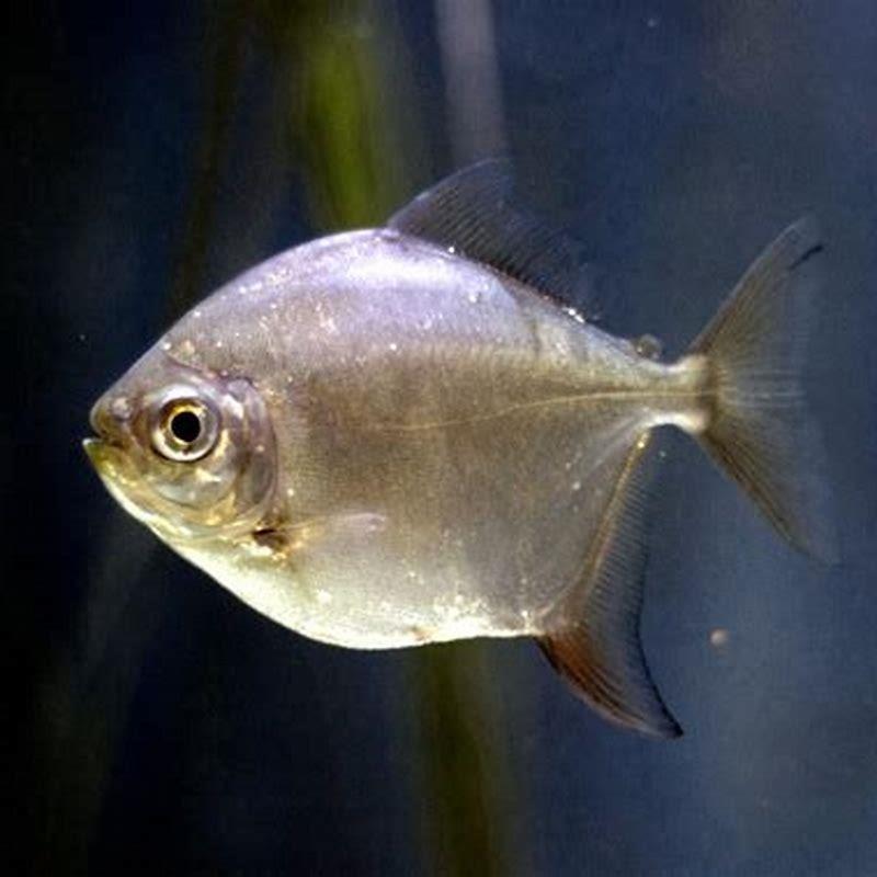 What fish can live with a silver dollar?
