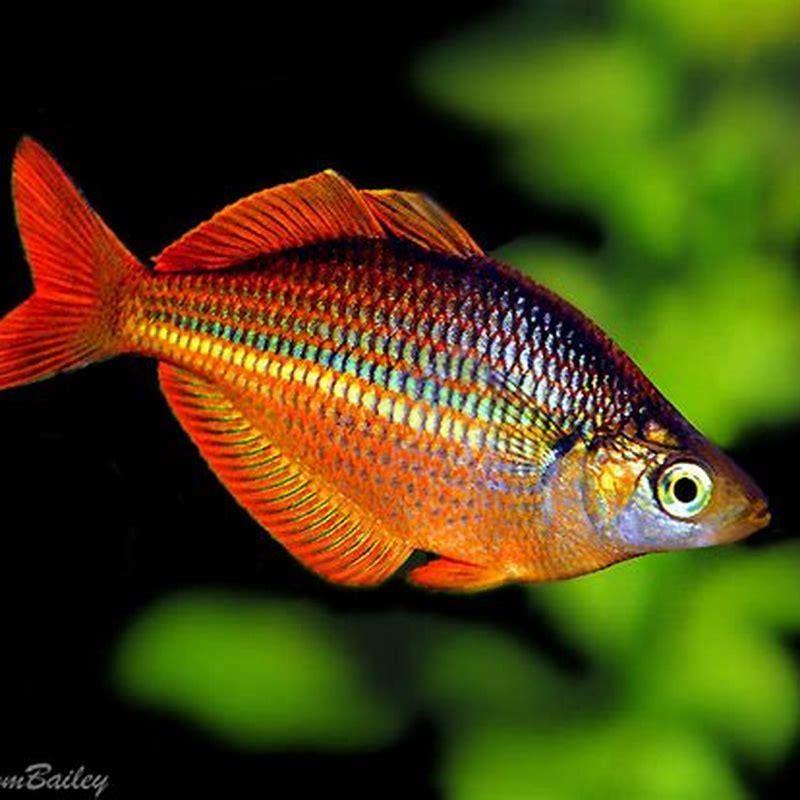 What fish can live with Australian rainbowfish?
