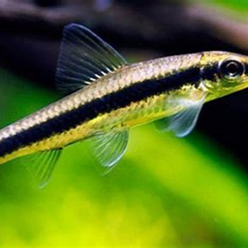 What fish can live with Chinese algae eaters?