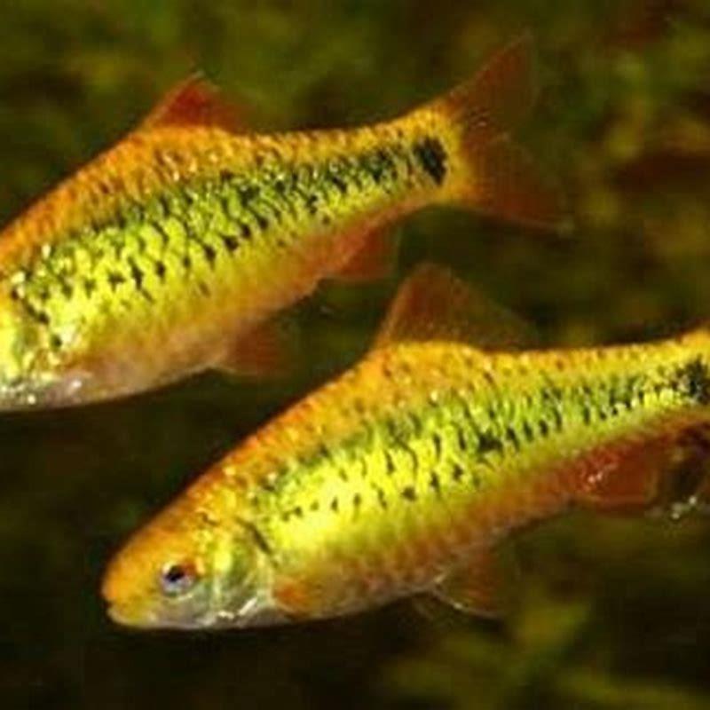 What fish can live with golden barbs?