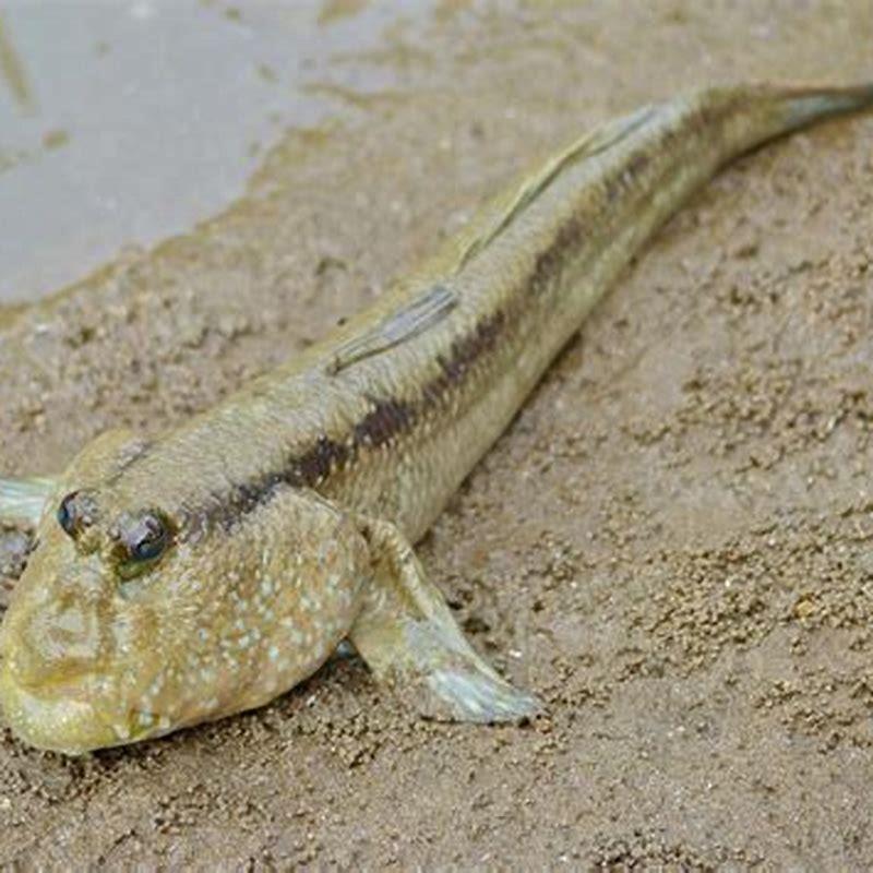 What fish can live with mudskippers?
