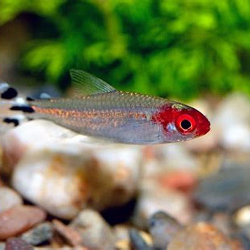 What fish can live with rummy nose tetra?