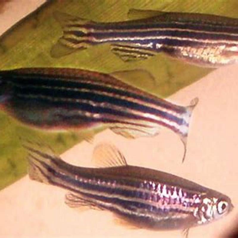 What fish can live with zebra loaches?