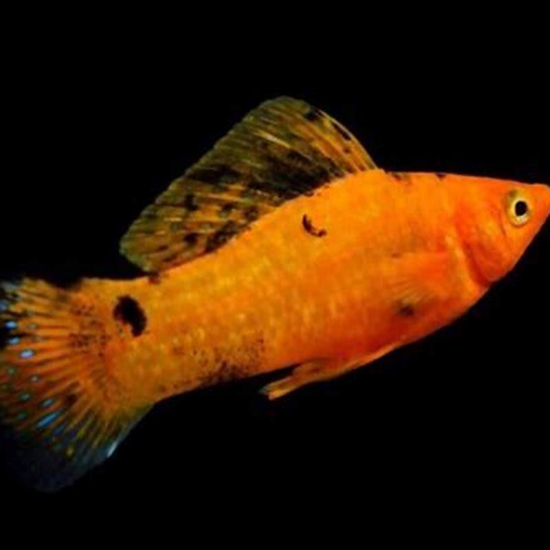 What fish do Mollies not get along with?