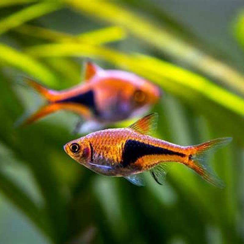 What fish go well with Harlequin rasboras?
