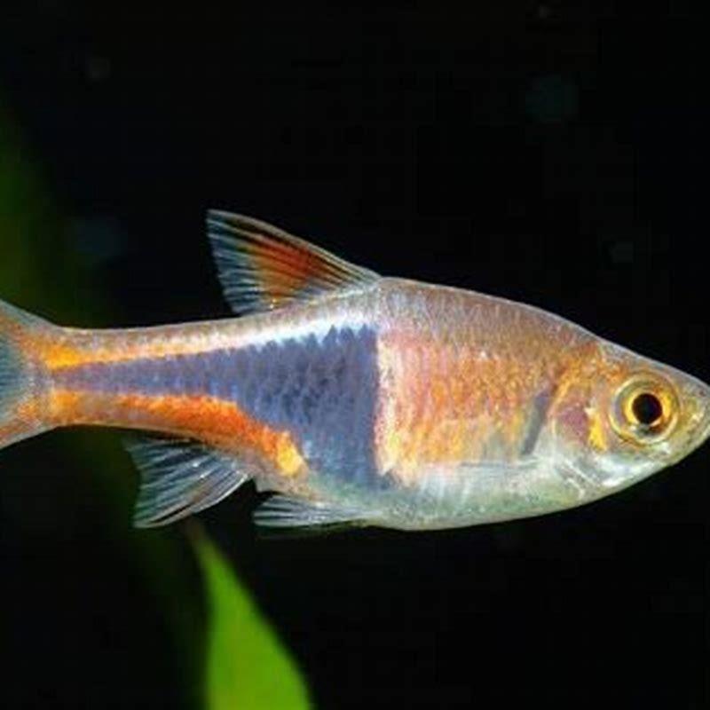 What fish go well with Harlequins?