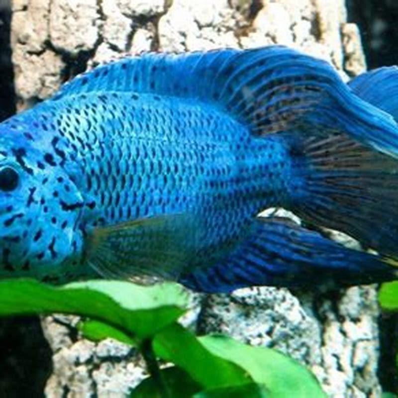 What fish live with Electric Blue Jack Dempsey?