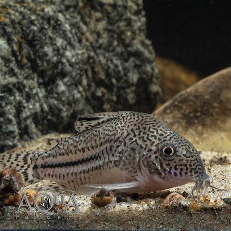What is a false Julii Cory?