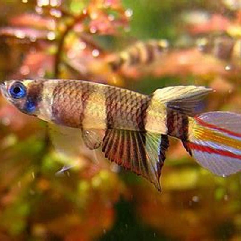 What is a non annual killifish?