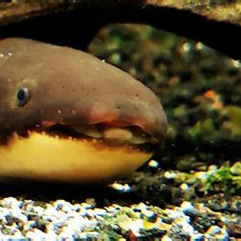 What is special about lungfish?