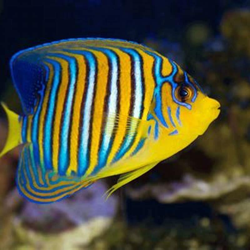 What is the best fish to keep in an aquarium?