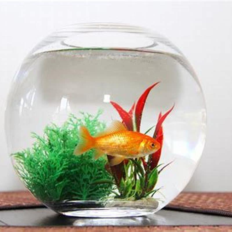What is the hardest fish to take care of?