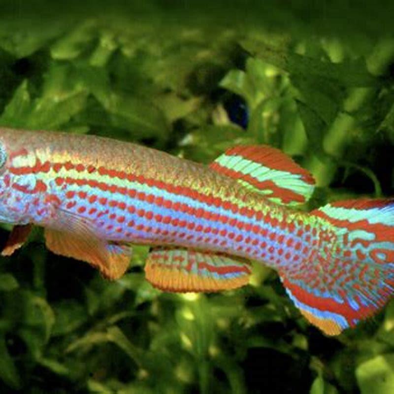 What is the lifespan of a killifish?