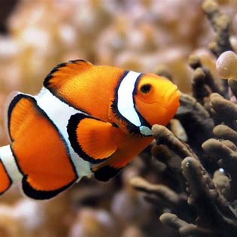 What is the most beautiful fish for an aquarium?