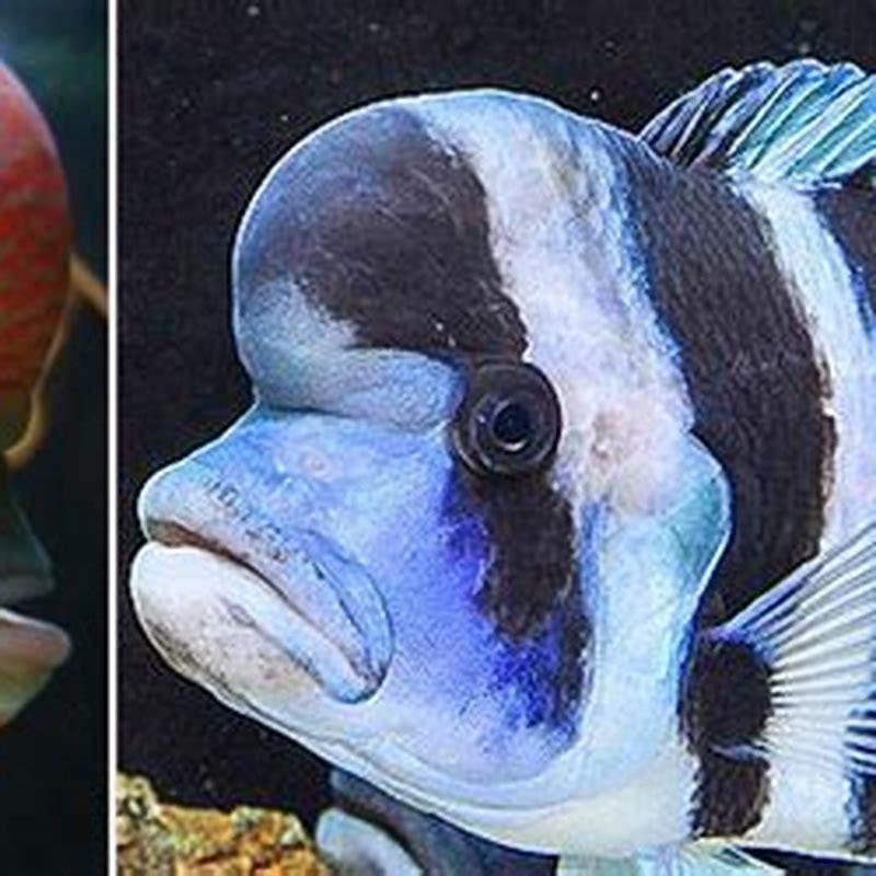 What is the most expensive freshwater fish in the world?