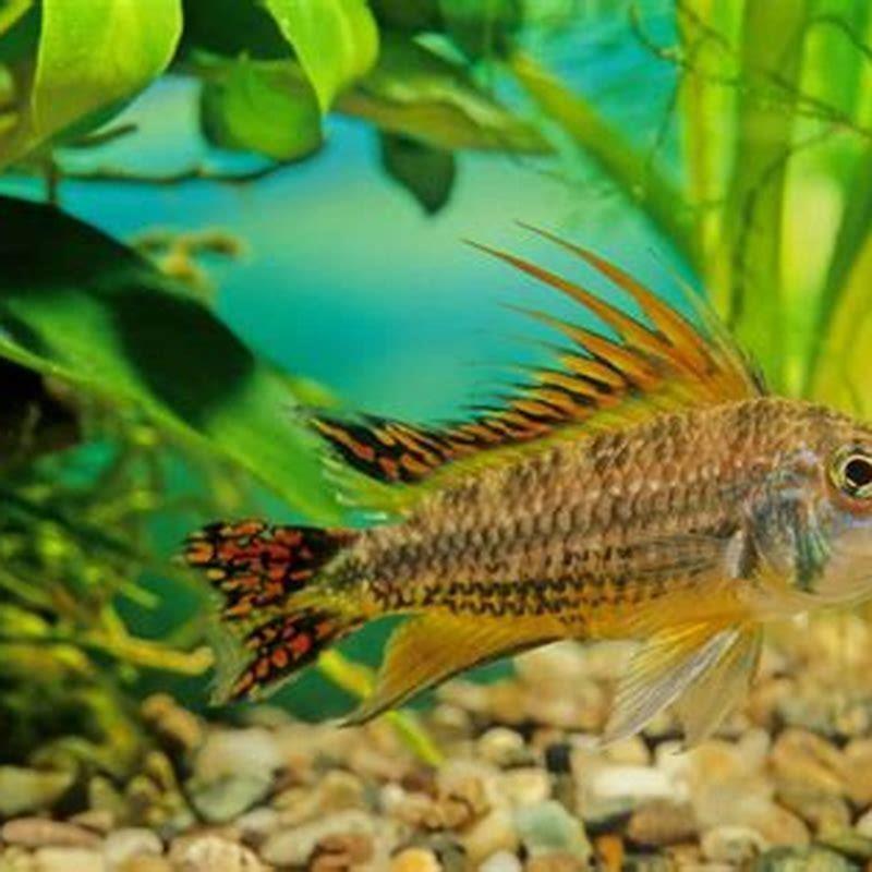 What is the most peaceful dwarf cichlid? - DIY Seattle