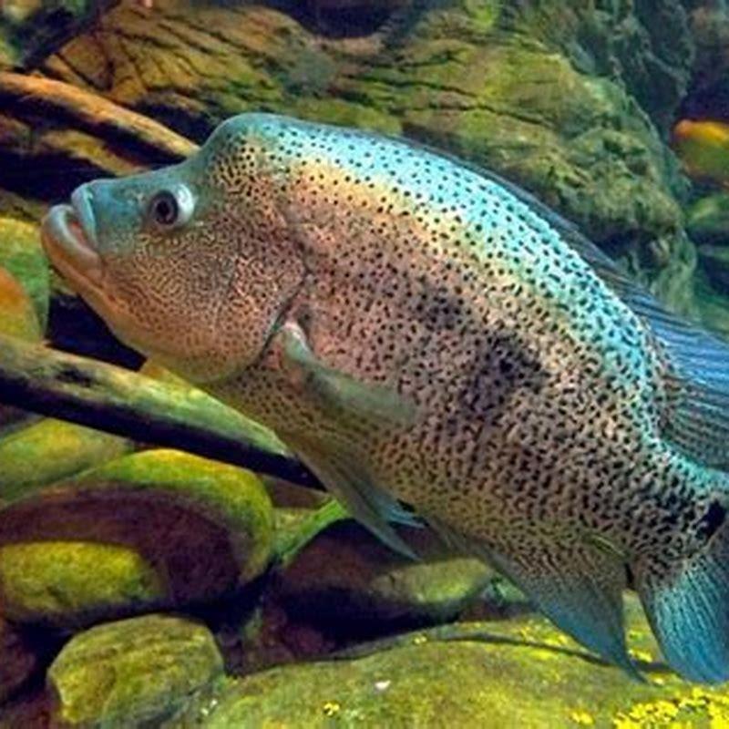 What is the most vicious cichlid?